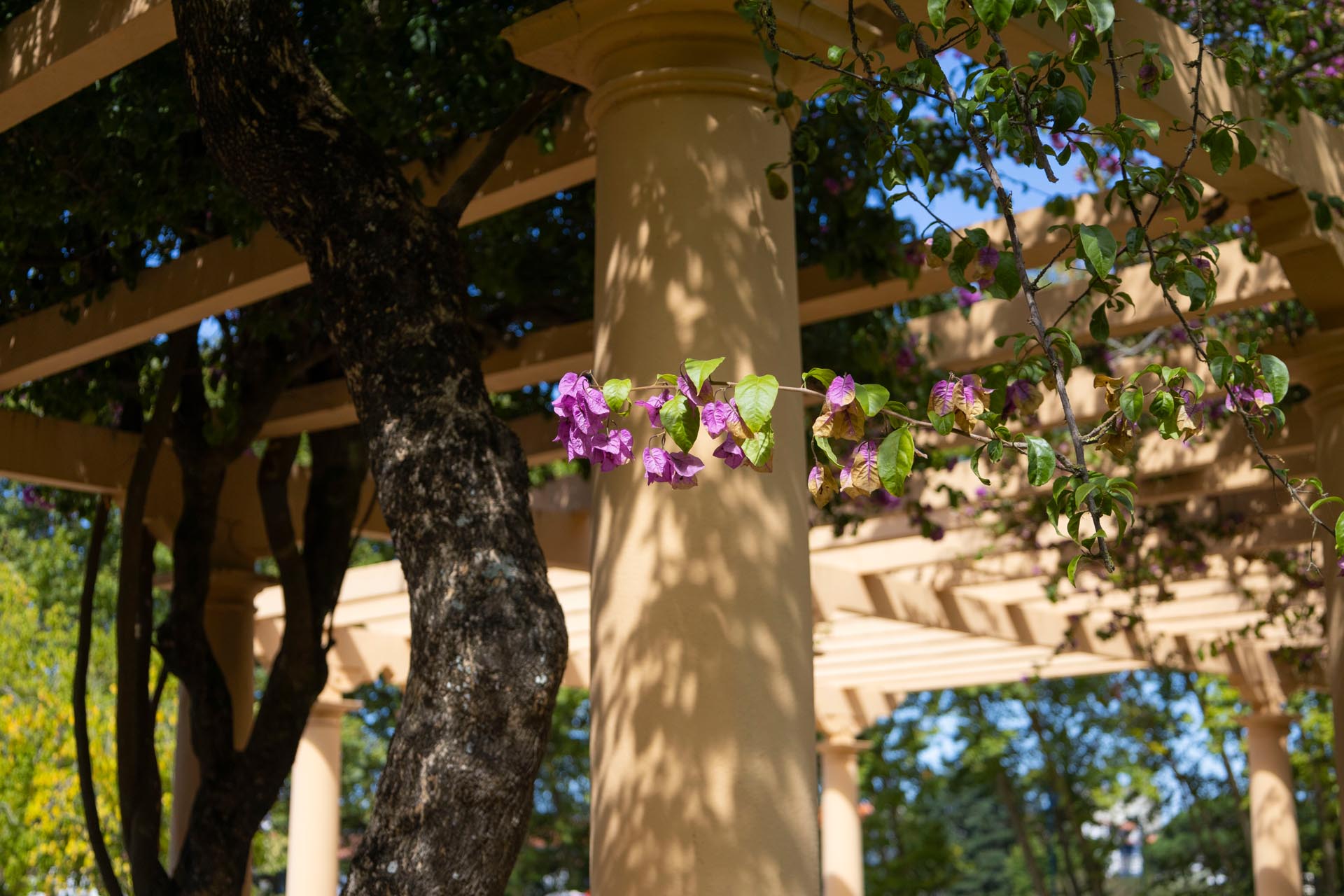 ANDA collection's featured photo